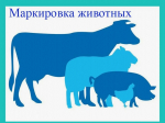 Маркировка и учет сельскохозяйственных животных
