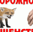 ОСТОРОЖНО БЕШЕНСТВО! - Город Брянка